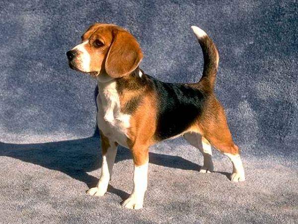 Jack - Beagle Mâle (2 ans)
