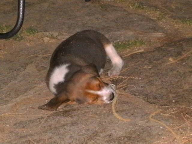 Pô - Beagle Mâle (3 mois)