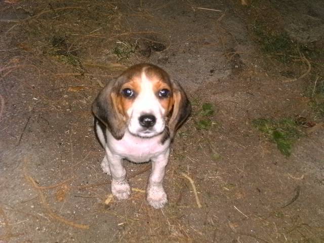 Lilas - Beagle (3 mois)
