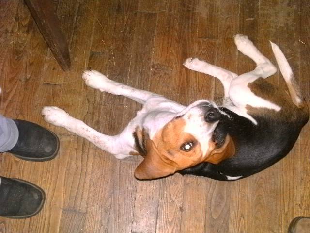 Flèche - Beagle Mâle (10 mois)