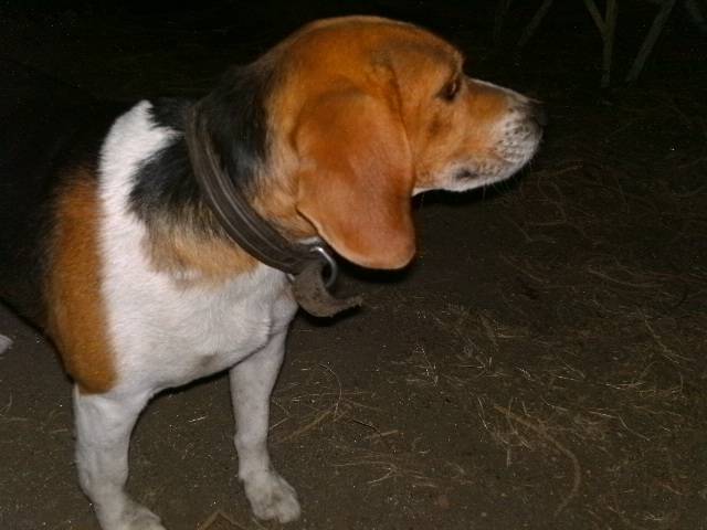 Bobi - Beagle Mâle (3 ans)