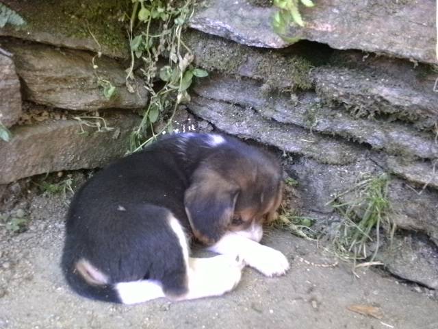Wisky - Beagle Mâle (1 mois)