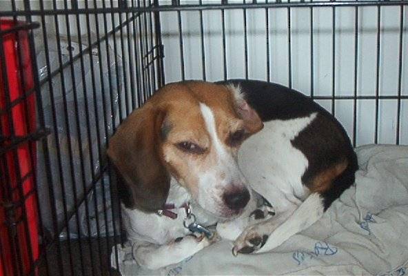 Nalla - Beagle (5 ans)