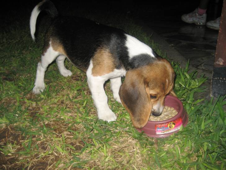floppy - Beagle Mâle (2 mois)