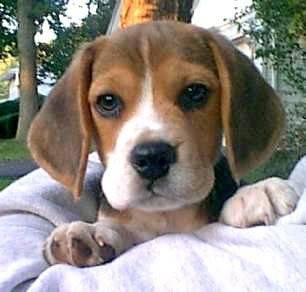 Filou - Beagle Mâle (8 mois)