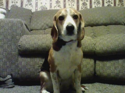 Freckles - Beagle Mâle (3 ans)