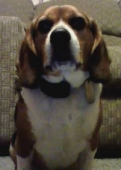 Copper - Beagle (5 ans)