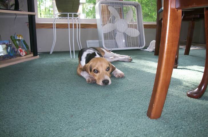 Chaser - Beagle Mâle (8 ans)