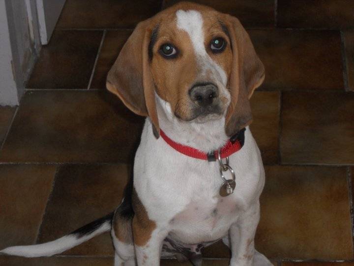 Bandit - Beagle Mâle (2 ans)