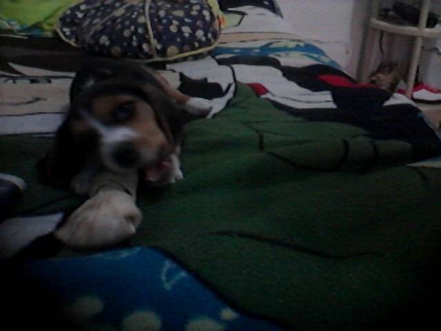 dalton - Beagle Mâle (3 mois)
