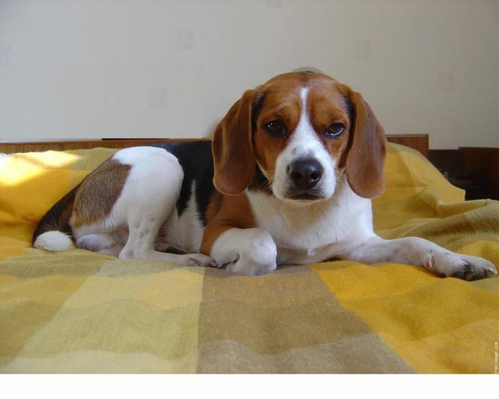 filoup - Beagle Mâle (4 ans)