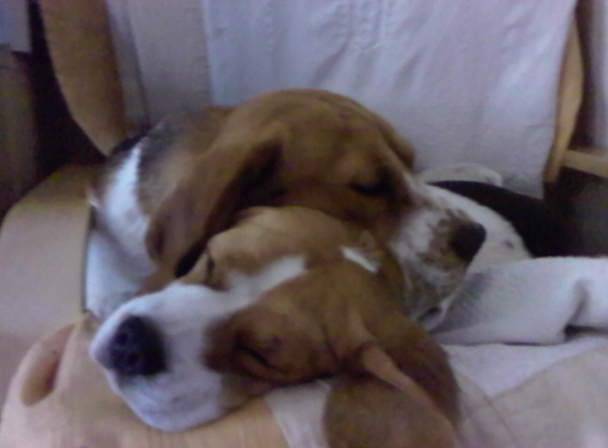 filoup et maggy - Beagle