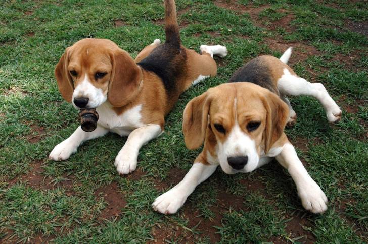 Los Hermanos - Beagle (5 mois)