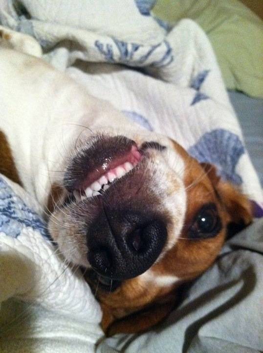 Abbie - Beagle (4 ans)