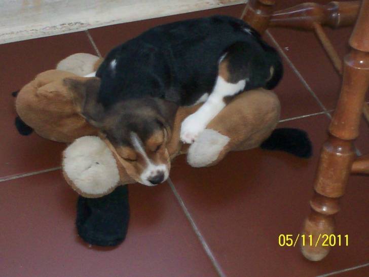 chavo - Beagle Mâle (1 an)