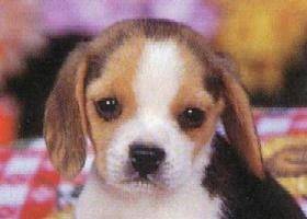 Bouidi - Beagle (2 mois)