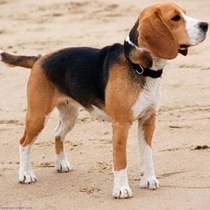 bince - Beagle Mâle (1 an)