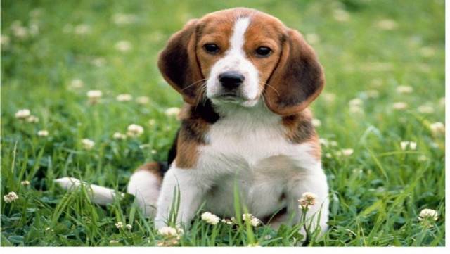 tovi - Beagle Mâle (9 mois)