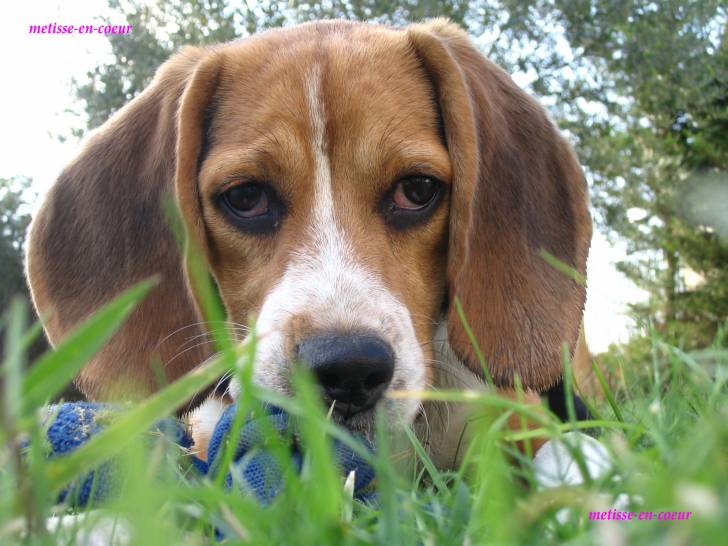 Lola - Beagle (6 mois)