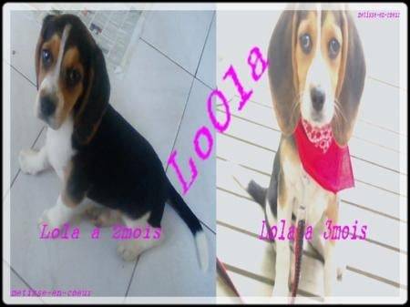 Lola - Beagle (3 mois)