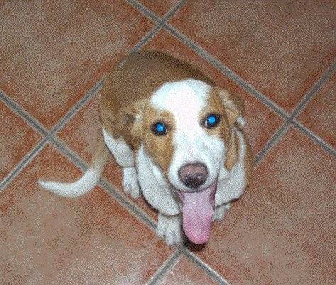 noumi - Beagle Mâle