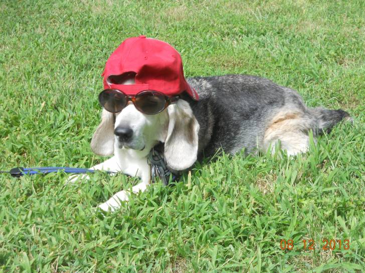 Sasha - Beagle Mâle (16 ans)