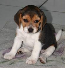 Amour - Beagle (10 mois)