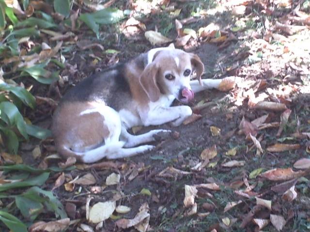 lili - Beagle (12 ans)