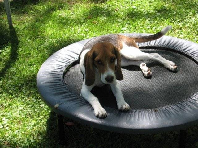 Mia - Beagle (1 mois)
