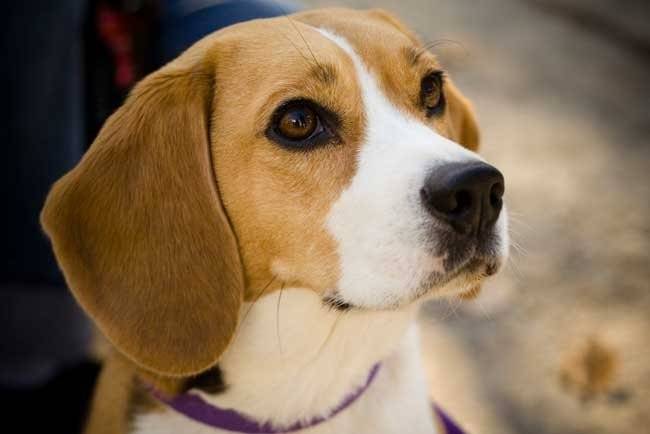 Beagle - Beagle (3 ans)