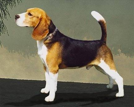 nugget - Beagle (2 ans)