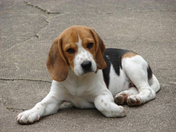 lili - Beagle (11 mois)