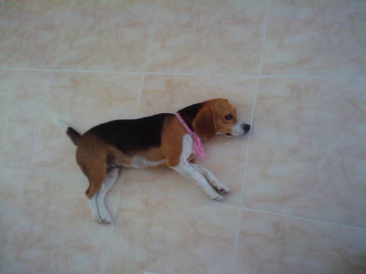 Checha - Beagle (2 ans)