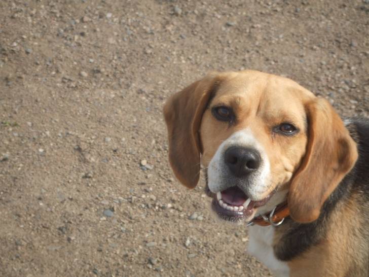 Fiby - Beagle (2 ans)