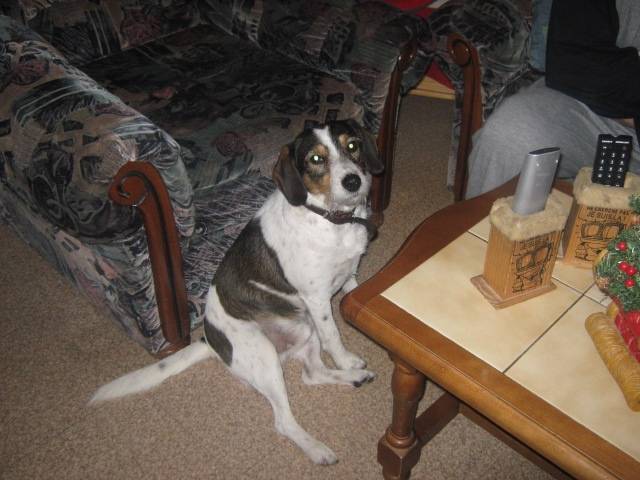 ludo - Beagle Mâle (4 ans)