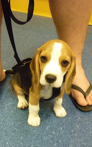 Bebo - Beagle Mâle (3 mois)