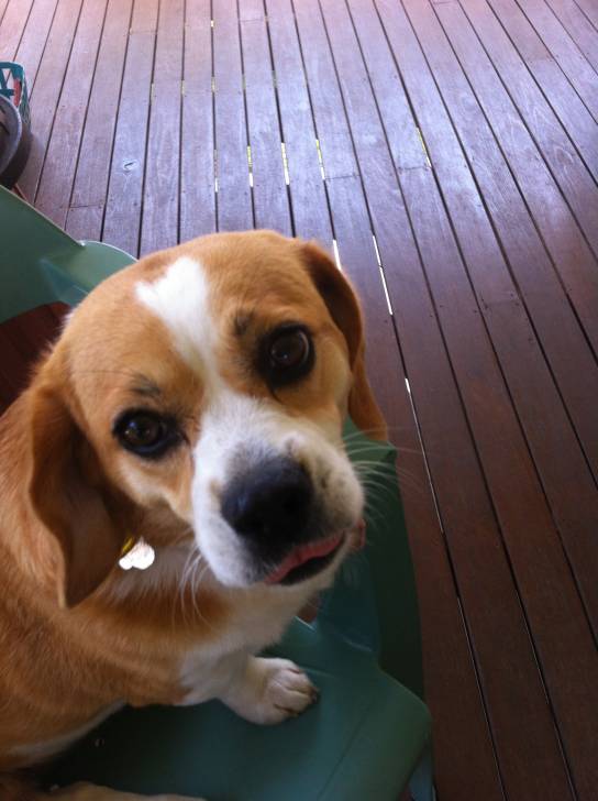 Jody - Beagle (2 ans)