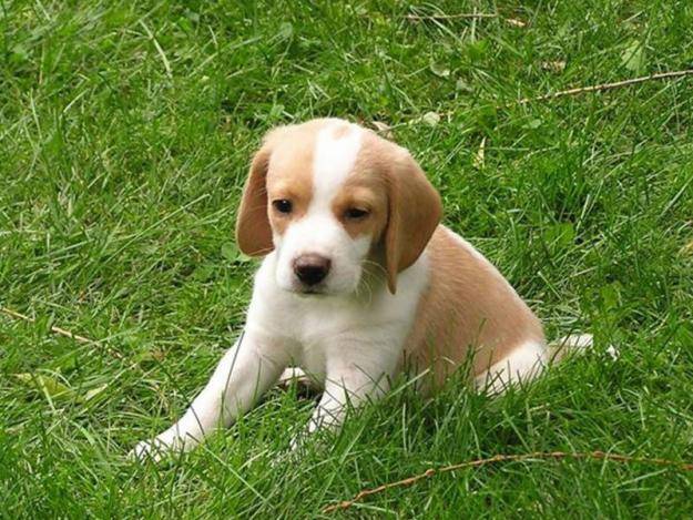 pipon - Beagle Mâle (1 mois)