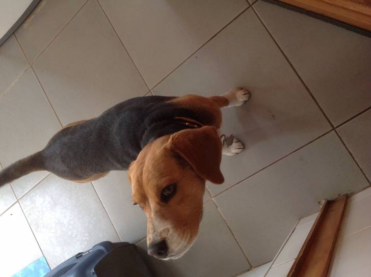 Max - Beagle Mâle (2 ans)