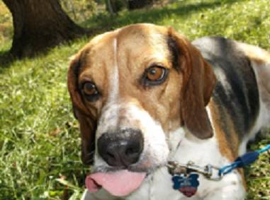 Duke - Beagle Mâle (4 ans)