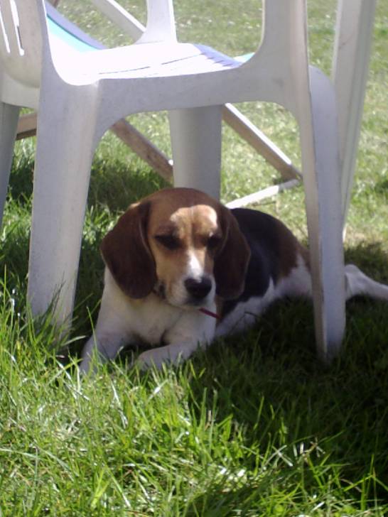 Candy - Beagle (3 ans)