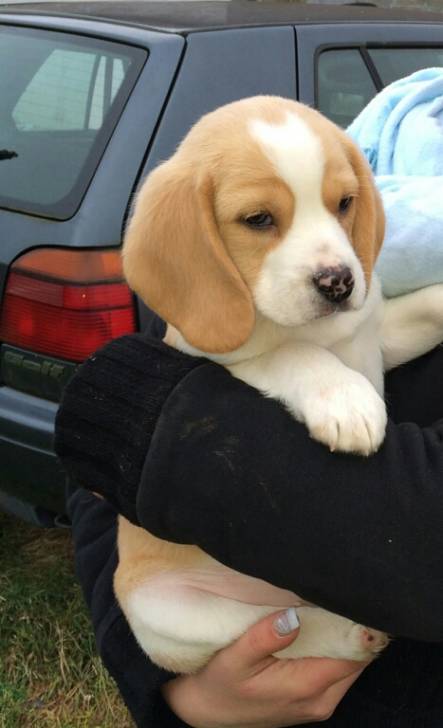 Iron - Beagle Mâle (2 mois)