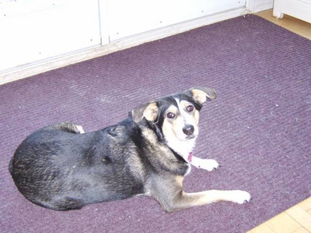 charlotte - Beagle (5 mois)