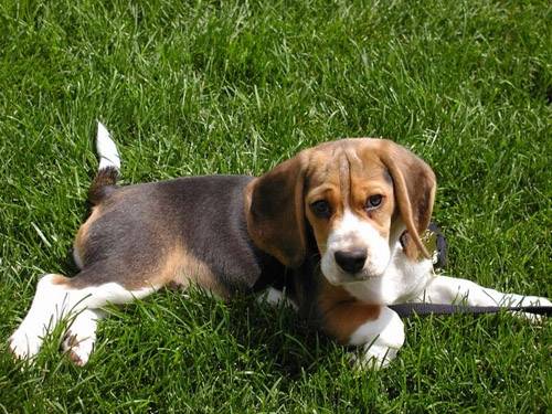 Gipsy - Beagle (1 an)