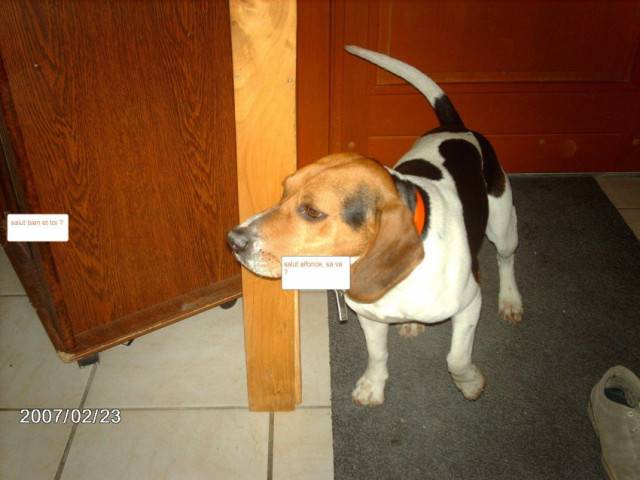 milou - Beagle Mâle (1 mois)