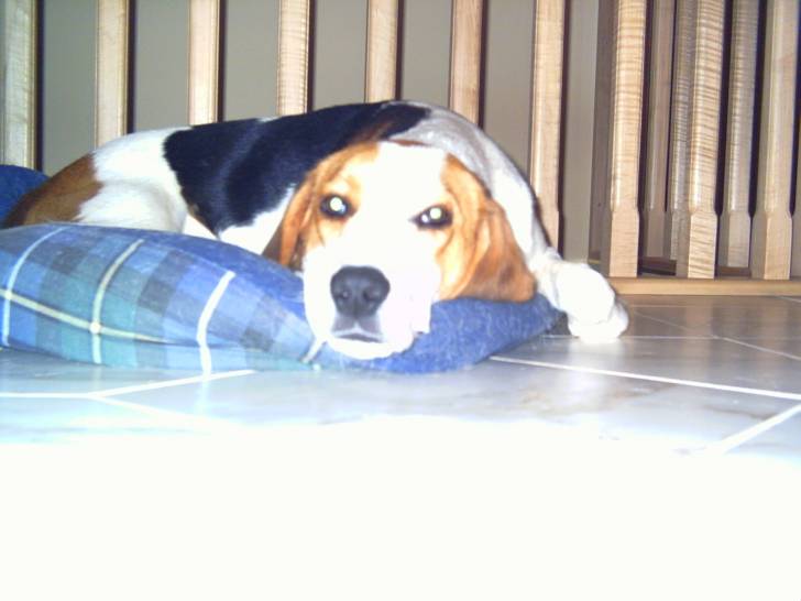 snoopy - Beagle Mâle (2 ans)
