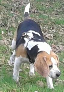 Bixie - Beagle (7 ans)