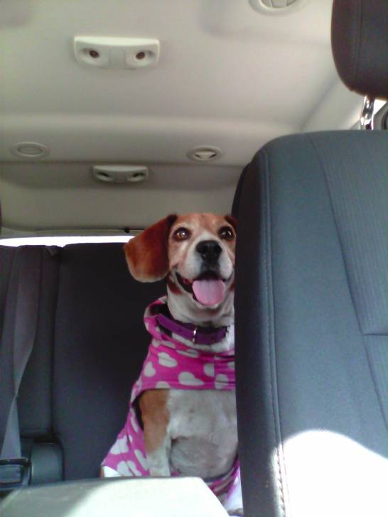 Chanel - Beagle (7 ans)
