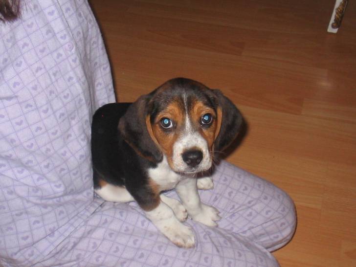 Chanel (de cachorra) - Beagle (1 mois)