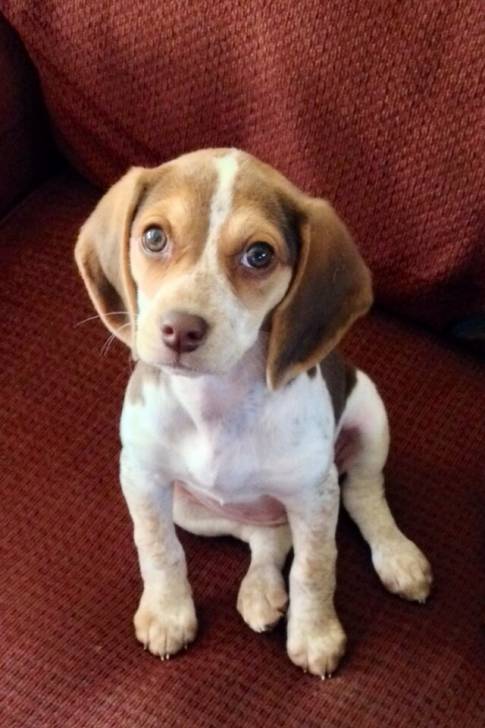 tiso - Beagle (1 mois)